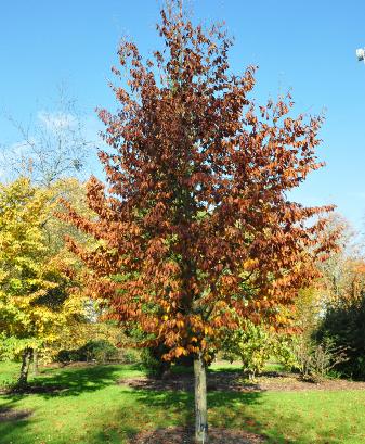 Fagusorientalisherfstkleuren