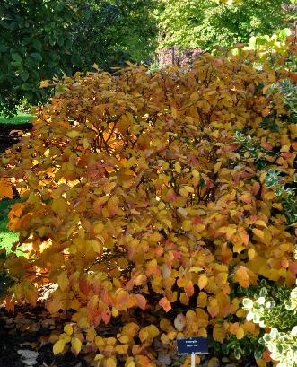 Fothergillamajorherfstkleurenvn