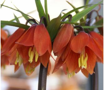 FritillariaChopin6