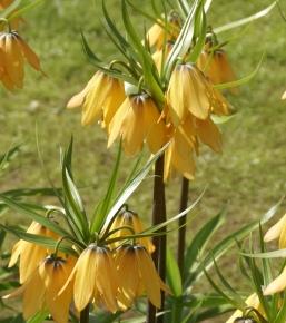 FritillariaVivaldi6