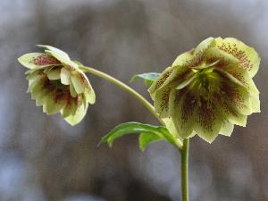 GeleHelleborusbinnentekeningMaurice2