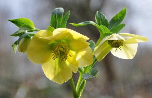 geleHelleborusMaurice2