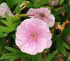 Geranium_sanguineum_'Apfelblüte'_closeup