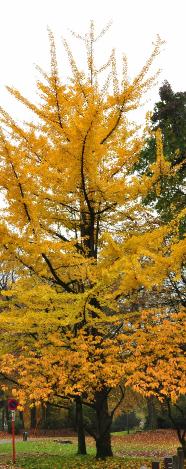 Ginkgobilobaherfstkleurvncitadelpark