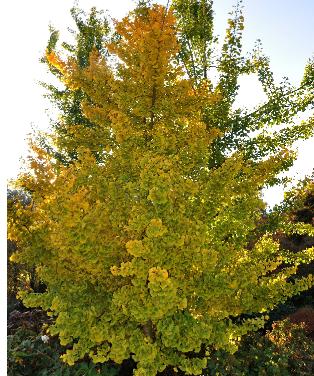 GinkobilobaPrincetonSentryherfstkleurenokt