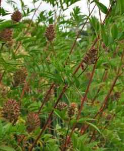 Glycyrrhiza yunnanensis closeup