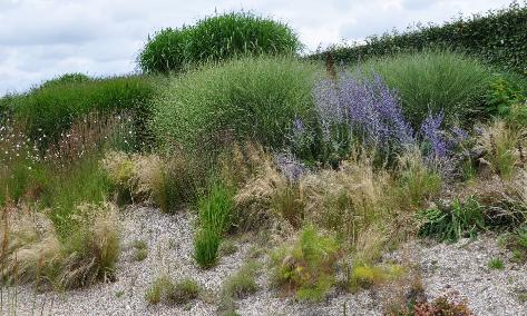 Grassenenperovskia