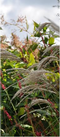 grassenenpersicarainwind