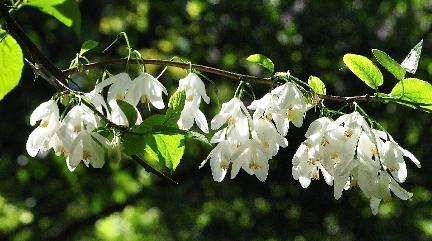 Halesia diptera var magniflora closeup