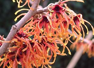 Hamamelis_x_intermedia_'Böhlje's Feuerzauber'_flowers_vn