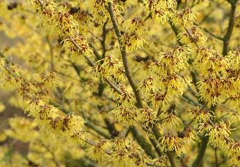 Hamamelis x intermedia 'Arnold Promise' ARboretum  het Leen VNN