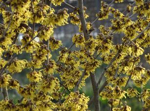 Hamamelis x intermedia 'Arnold Promise'