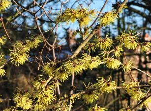 Hamamelis x intermedia  'Pallida'  flowersvn