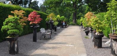 Herons Bonsai Walk view