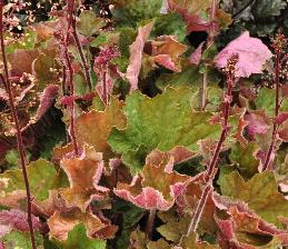 HeucheraBigTopBronzevnDarwinPlants