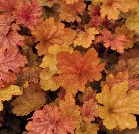 Heuchera 'Ginger Peach'  vnnn