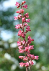 Heuchera pruhonice clup