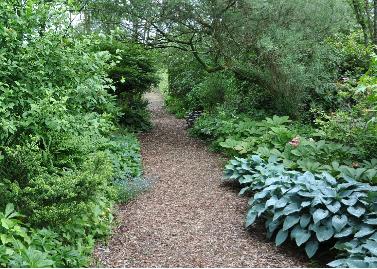 Hostas en Rodgersia in de schaduwtuin