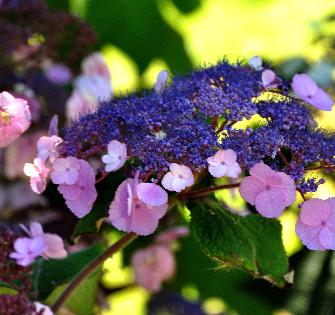 Hydrangea aspera x villosa 'Anthony Bullivant' 4