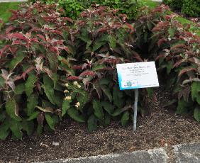 Hydrangea aspera 'Hot Chocolate' sortimentstuin