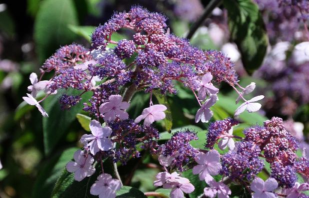 HYdrangea aspera 'Spinners'