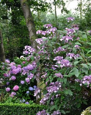 Hydrangeaasperavillosapano