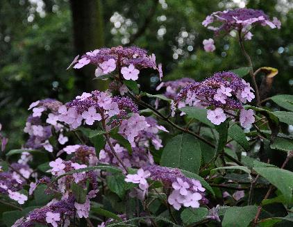 HydrangeaasperaVillosanice