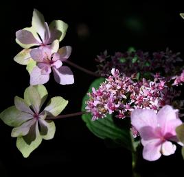 HydrangeaHannabiBluefotosterkeneindaugustusVN2