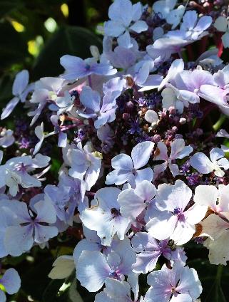 HydrangeaLemonWavepano