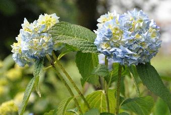 Hydrangea macrophylla 'General vicomtesse de Vibray '