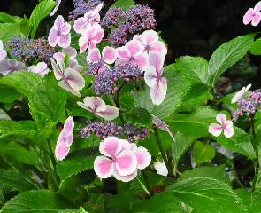 HydrangeamacrophyllaKomchiamoSerukatuinDirkStaelsjpg