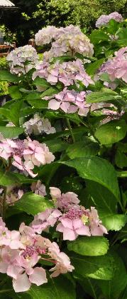 Hydrangea_macrophylla_'Beauté_Vendomoise'_Habitus_Tine_vnn