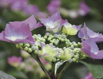 HydrangeamacrophyllaAnneke