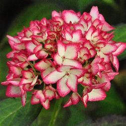 HydrangeamacrophyllaMiraicloseupbloemverynice