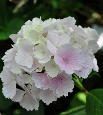 Hydrangea macrophylla 'Albrechtsburg' Nieshütz  1983   VN