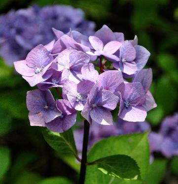 Hydrangea macrophylla 'BlueBell' blacksteel serie