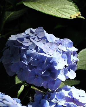 Hydrangea macrophylla 'Bodensee' syn 'Boncuse' Brugger 1950VN