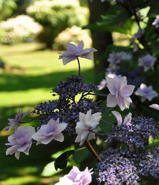 Hydrangea macrophylla 'Cassiopée' - syn. Tambour Major 3- Corine Mallet 1993.jpg