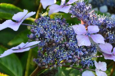 Hydrangea macrophylla 'Izu' Shamrock vn