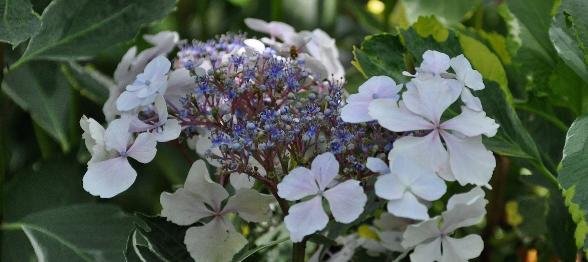 Hydrangea macrophylla 'Quadricolor' - syn. ' Aura' 