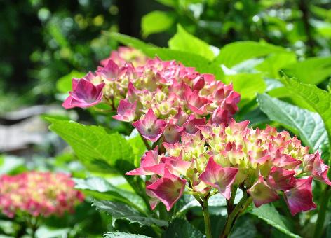 HydrangeamacrophyllaRedBaronVNNN