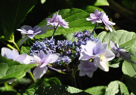 Hydrangea macrophylla 'Cassiopée' - syn. Tambour Major 4- Corine Mallet 1993.jpg