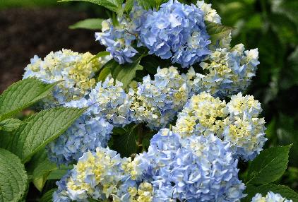 HydrangeamacrophyllaGeneralvicomtessedeVibrayVNN2