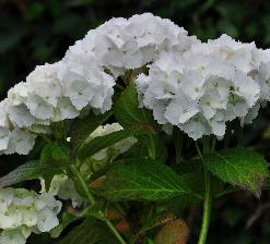 Hydrangea_macrophylla_'Soeur_Thérèse'_bloei_juli-vnnn