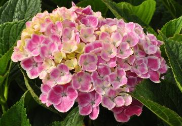 HydrangeamacrophyllaFrauYoshimibloemcloseupvn