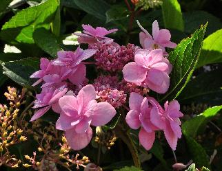 HydrangeamacrophyllaJogosakicloseupbloemenvn