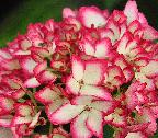 HydrangeamacrophyllaMiraicloseupbloemverynice