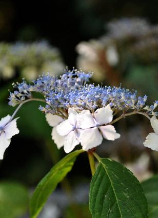 HydrangeaNadeshikoYamacloseup