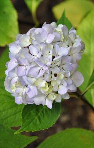 HydrangeaNigra1