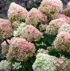 HydrangeapaniculataLittleLime